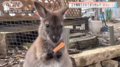 動物園にいる動物って幸せなのかな ネギ速 動物園にいる動物って幸せなのかな ネギ速
