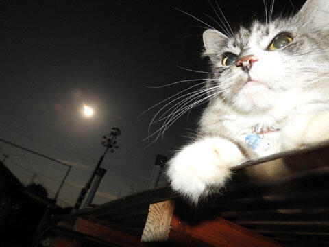 夜　猫　イメージ