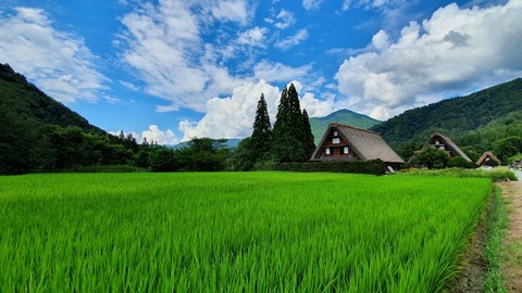 田んぼ