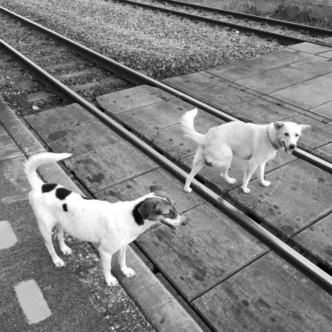 線路の犬