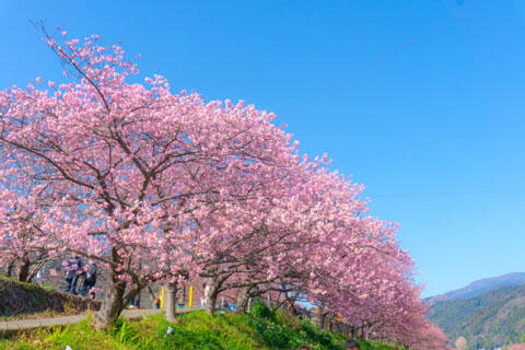 河津川沿いの満開の河津桜