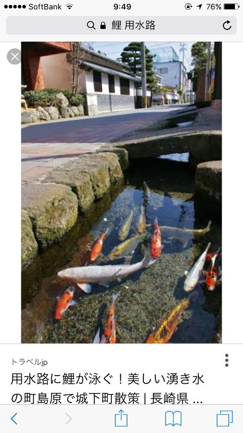 画像あり 用水路を鯉が泳いでるのってそんな珍しい物だったのか ｗｗｗｗｗ ネギ速