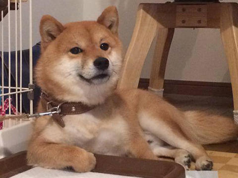 犬