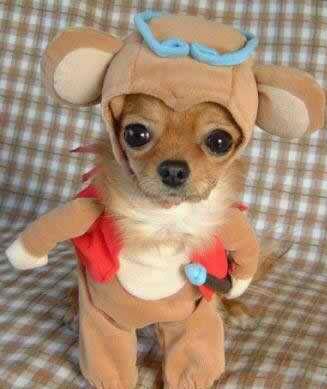犬 洋服