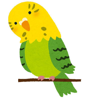 セキセイインコ