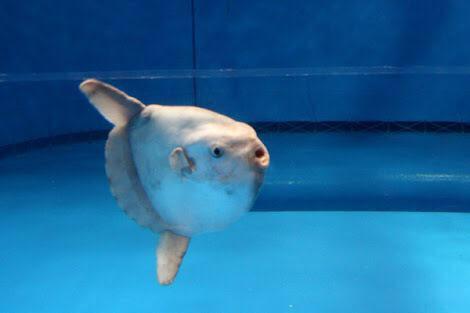 マンボウ