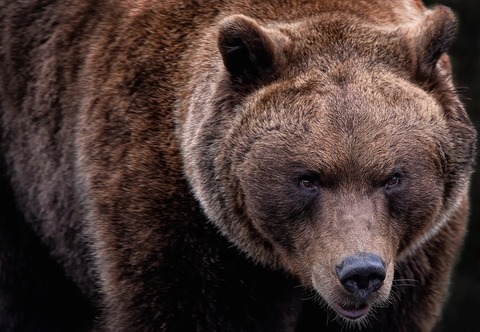 brown-bear-7597616_1280