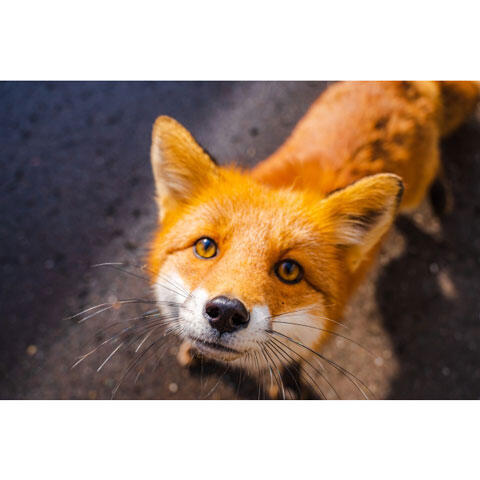 子ぎつね