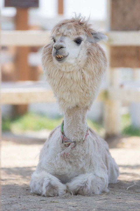 画像あり 強そうな動物の画像ください ネギ速