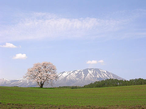 haruiwate