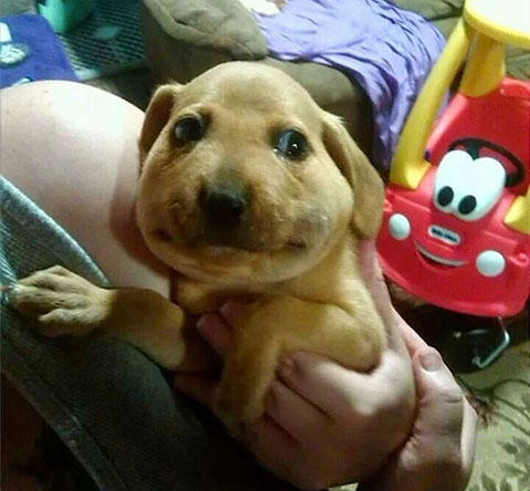 ガイジ犬
