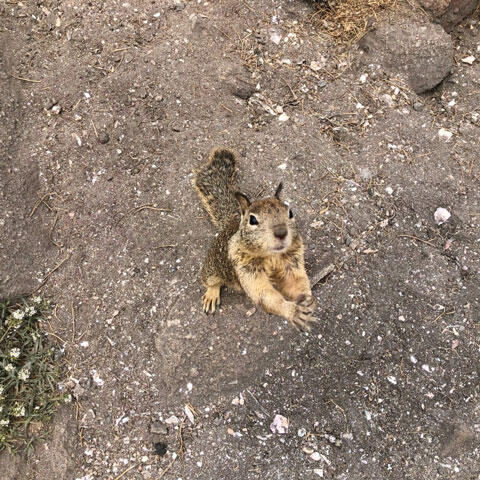 おねだりするリス　イメージ