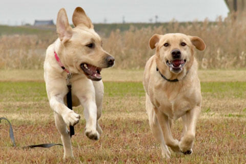 犬　追いかけっこ