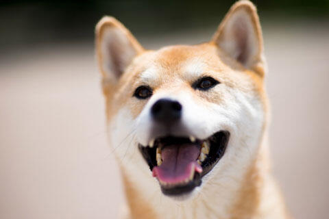 柴犬