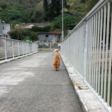 犬