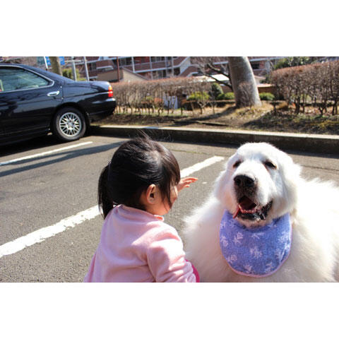 白い犬と子供