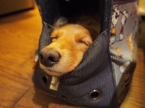 カバンの中でぐっすり寝る犬