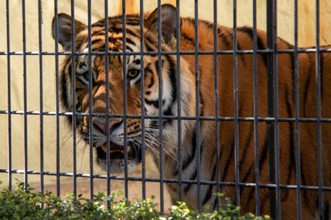 動物園　イメージ