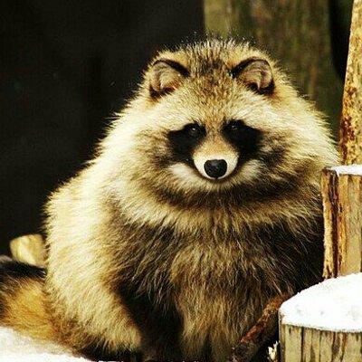 タヌキ