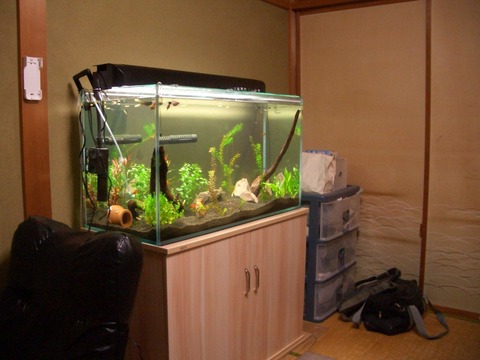 悲報 アクアリウム板にドヤ顔で水槽うｐした結果ｗｗｗｗｗｗｗｗ ネギ速