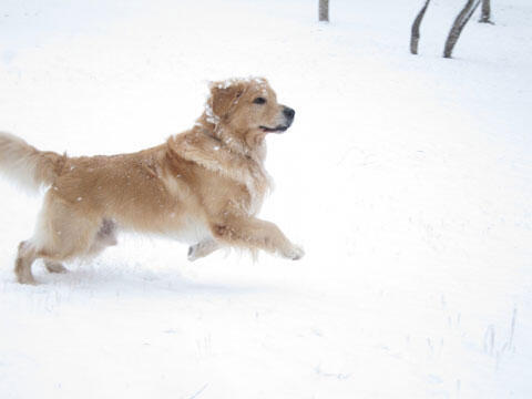 雪にはしゃぐ犬