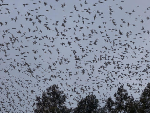 鳥の群れ