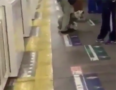 盲導犬 炎上