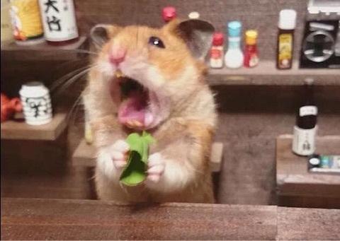 ハムスター 食事