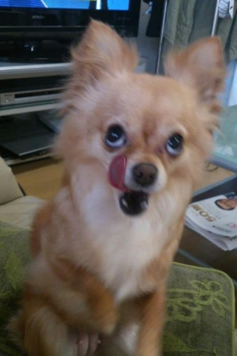 チワワ
