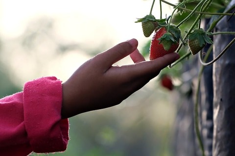 strawberry-ge8258c15b_640