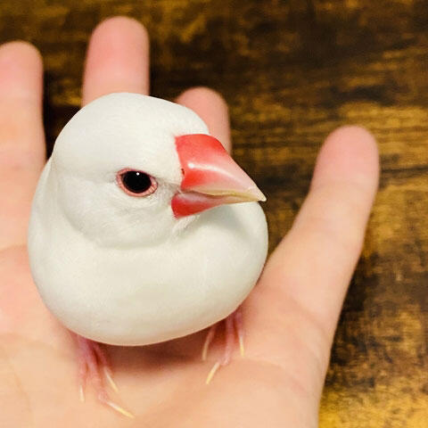 手乗り文鳥