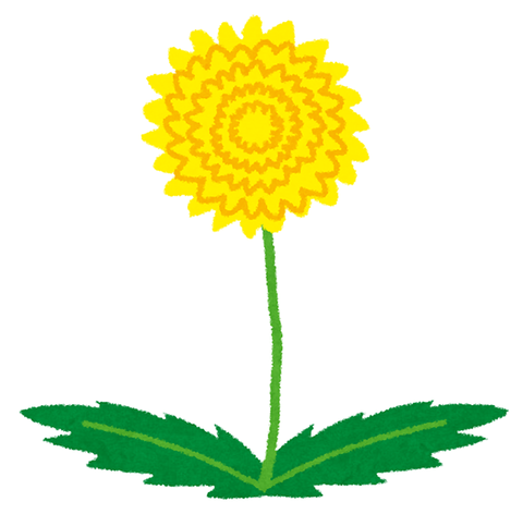 タンポポ