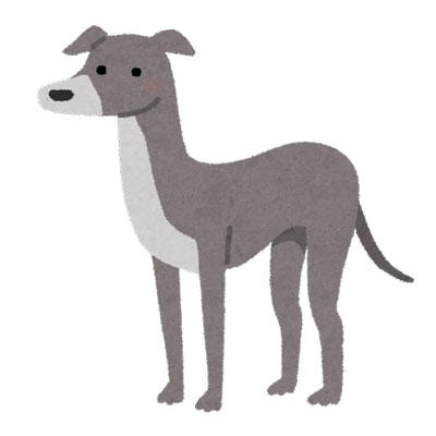 犬 イタリアン・グレーハウンド