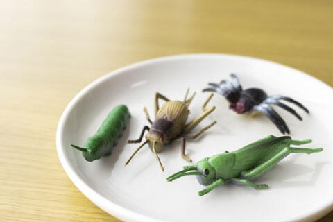 昆虫食　イメージ
