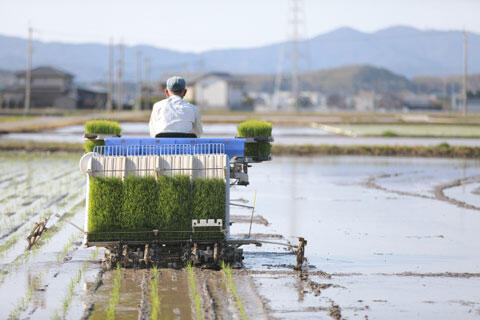 田植