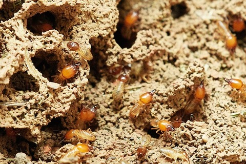 termites-ga9010f9c9_640