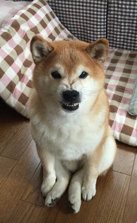 画像あり ワイのガイジ犬フォルダ解放ｗｗｗｗｗｗｗｗ ネギ速