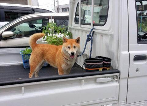 軽トラの荷台に乗る犬