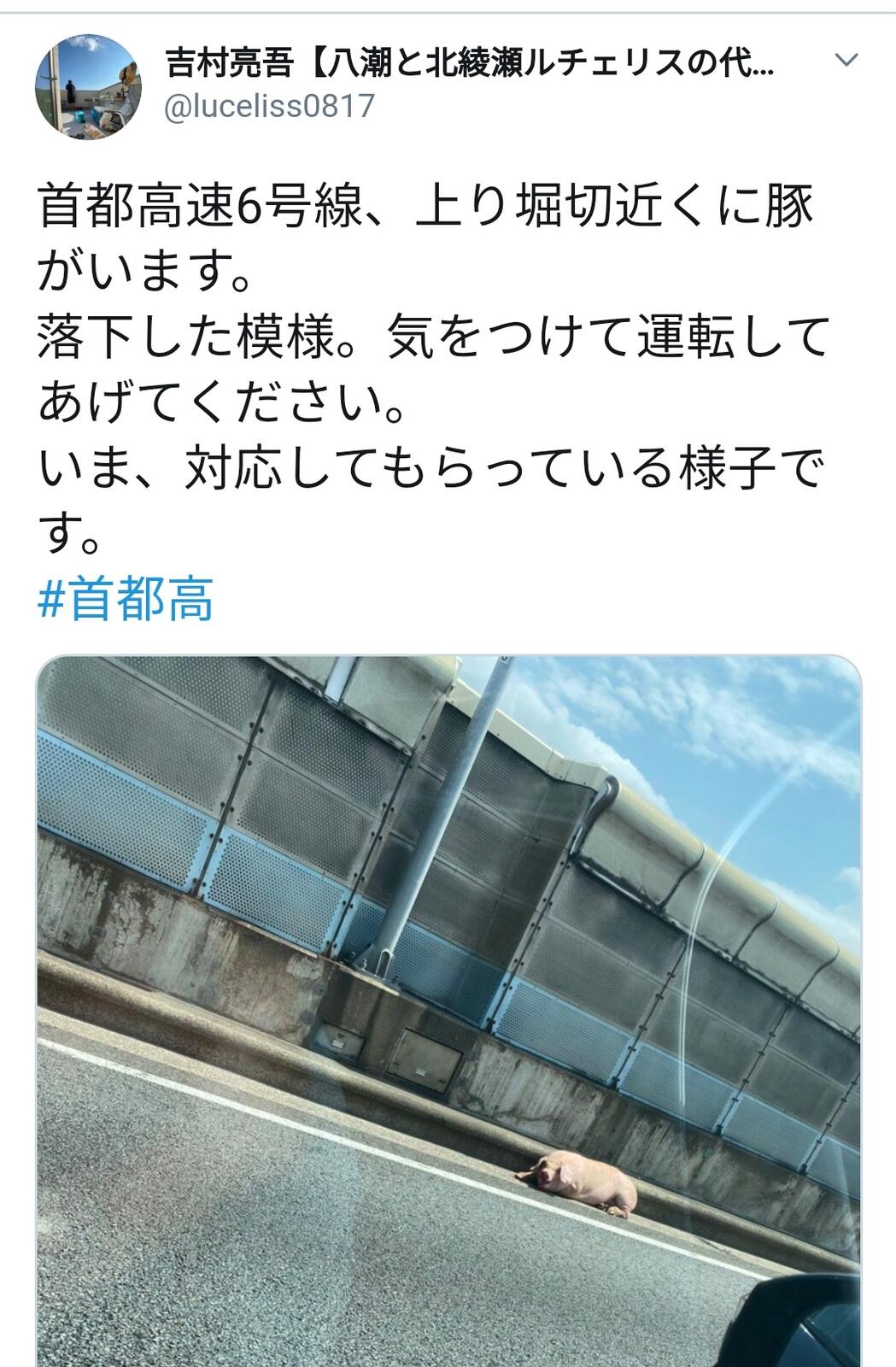 速報 首都高に豚wwwwwwww クスネタまとめ 速報 首都高に豚wwwwwwww クスネタまとめ