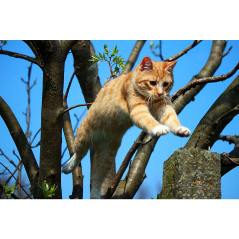 木の枝からジャンプする茶トラ猫