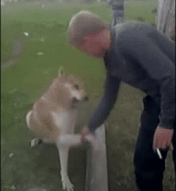 犬　握手