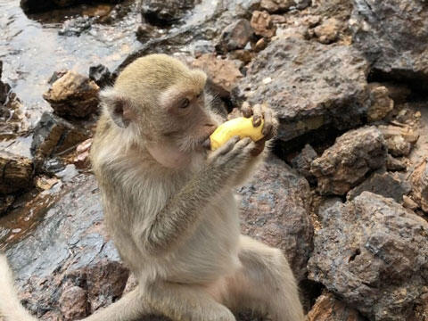 バナナを食べる猿