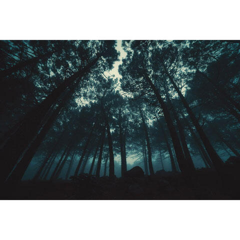 霧が立ち込める暗い森