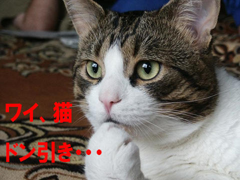 猫 マジキチ