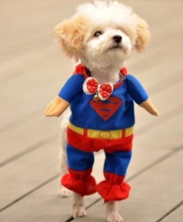 犬