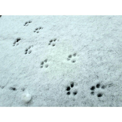 雪の上に猫の足跡