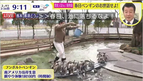 スッキリ　ペンギン