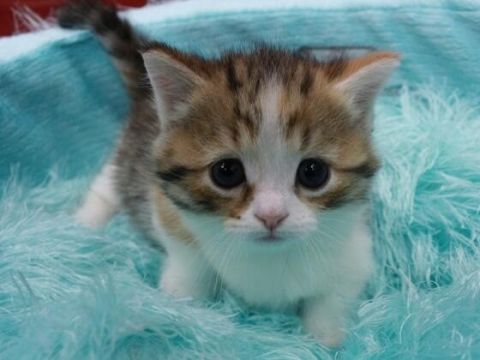 子猫