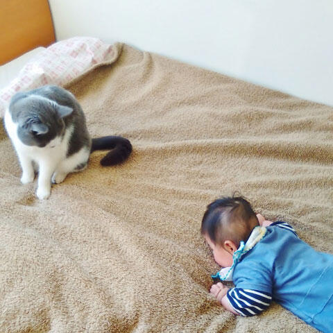 赤ちゃんと猫