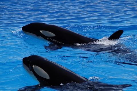 orca-g1c70b572a_640